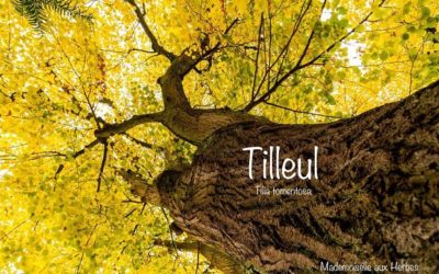 Le tilleul 🌱