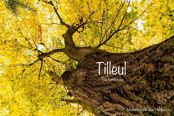 Le tilleul 🌱